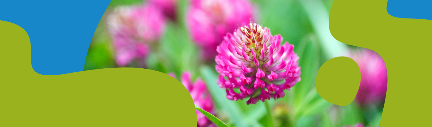 Red Clover - Benefits, Uses and Dosage Guide