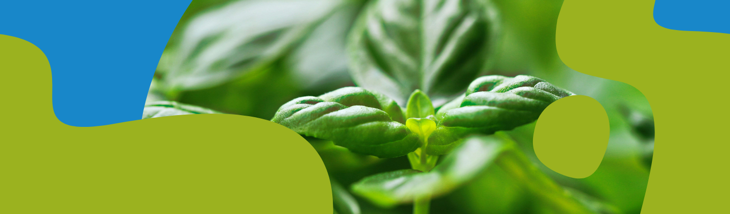 Basil Essential Oil: Properties, Uses & Benefits