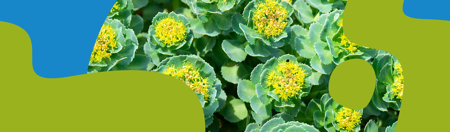 Rhodiola Rosea: Benefits, Dosage & Side Effects